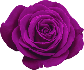 rose flower png